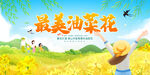 油菜花