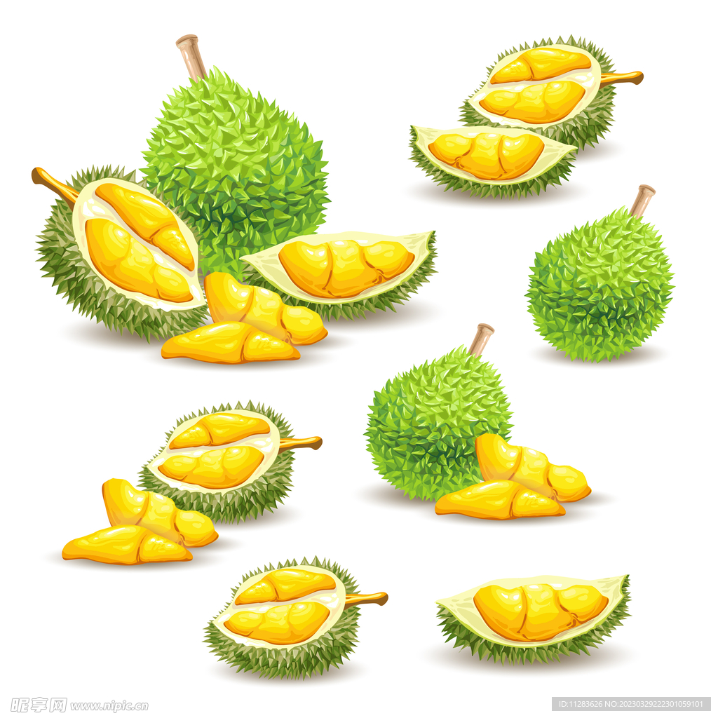 榴莲插画