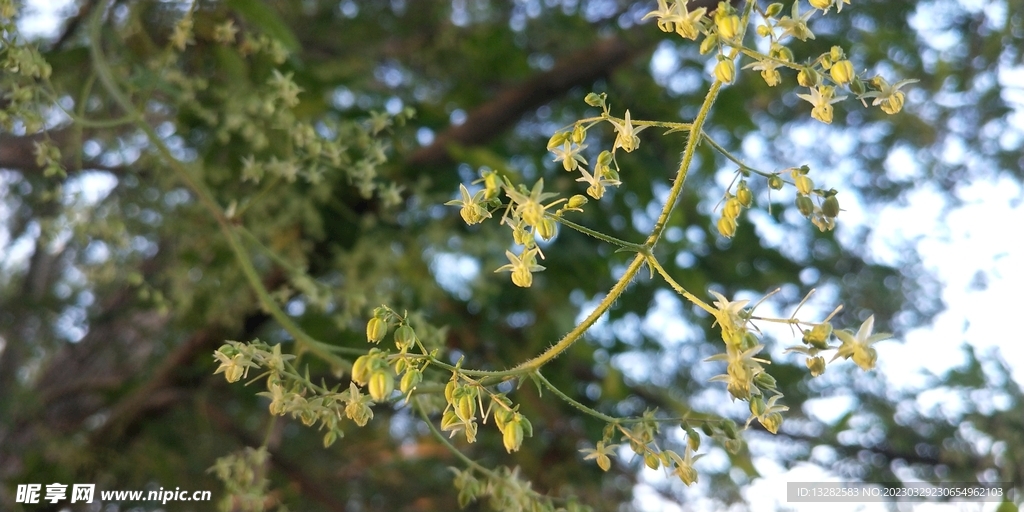 葎草雄花