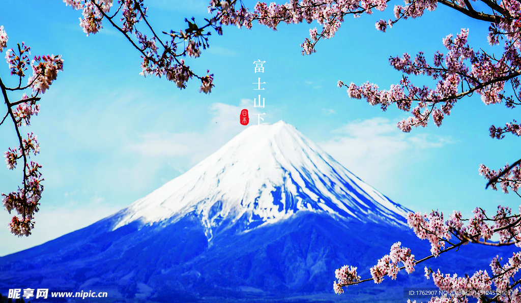 富士山下的樱花