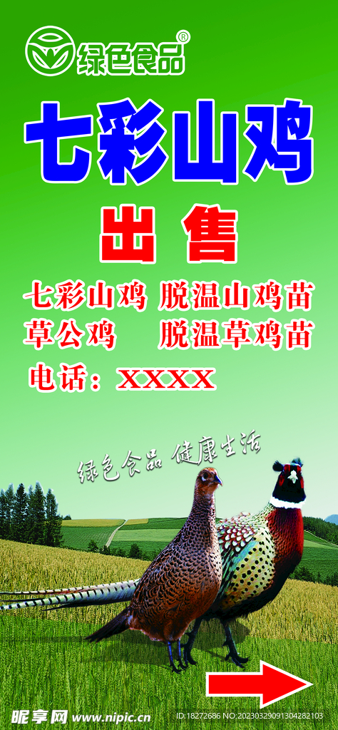七彩山鸡