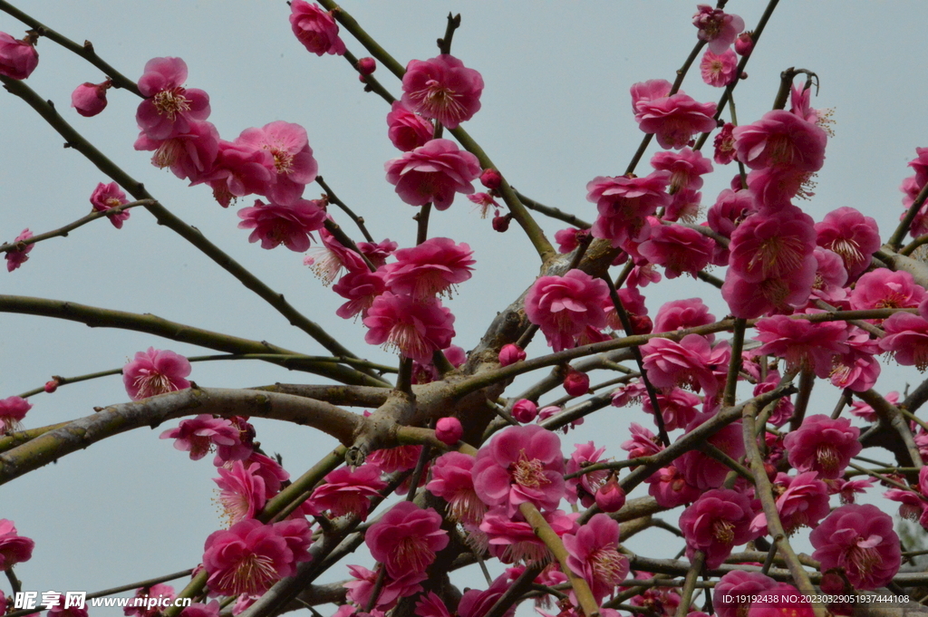 梅花