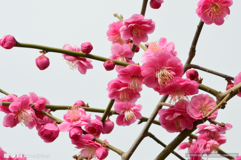 梅花 