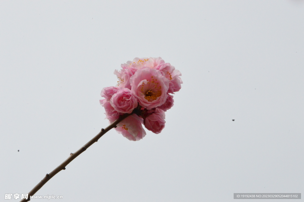 梅花
