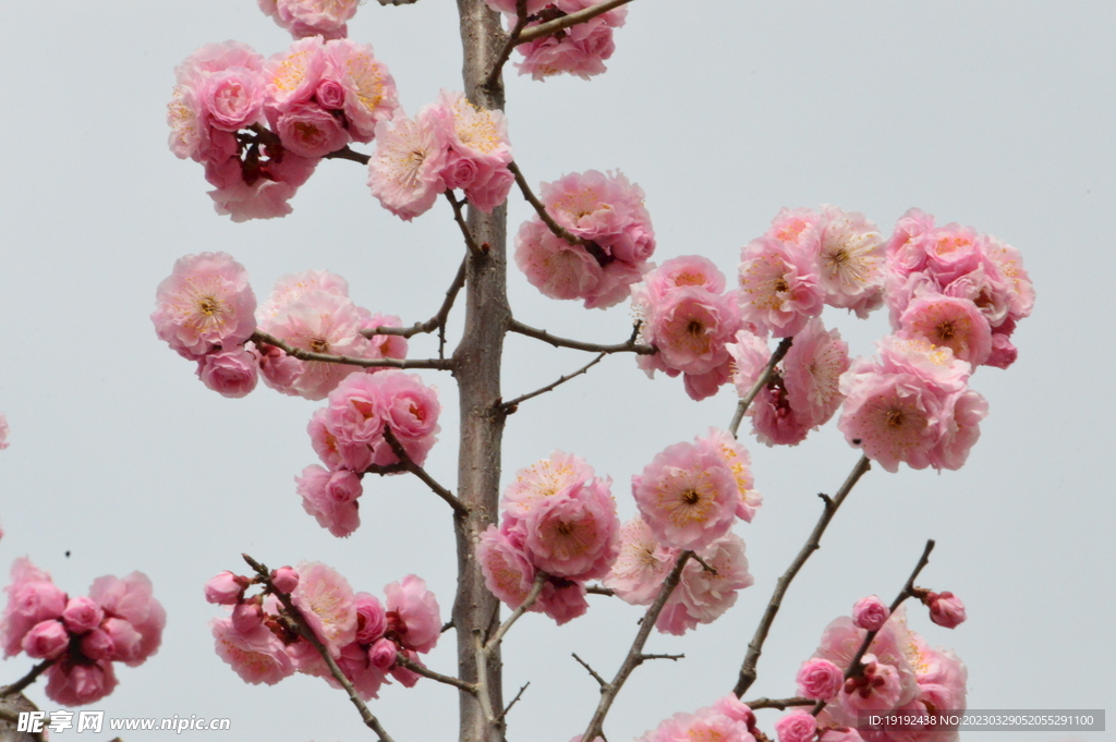 梅花 