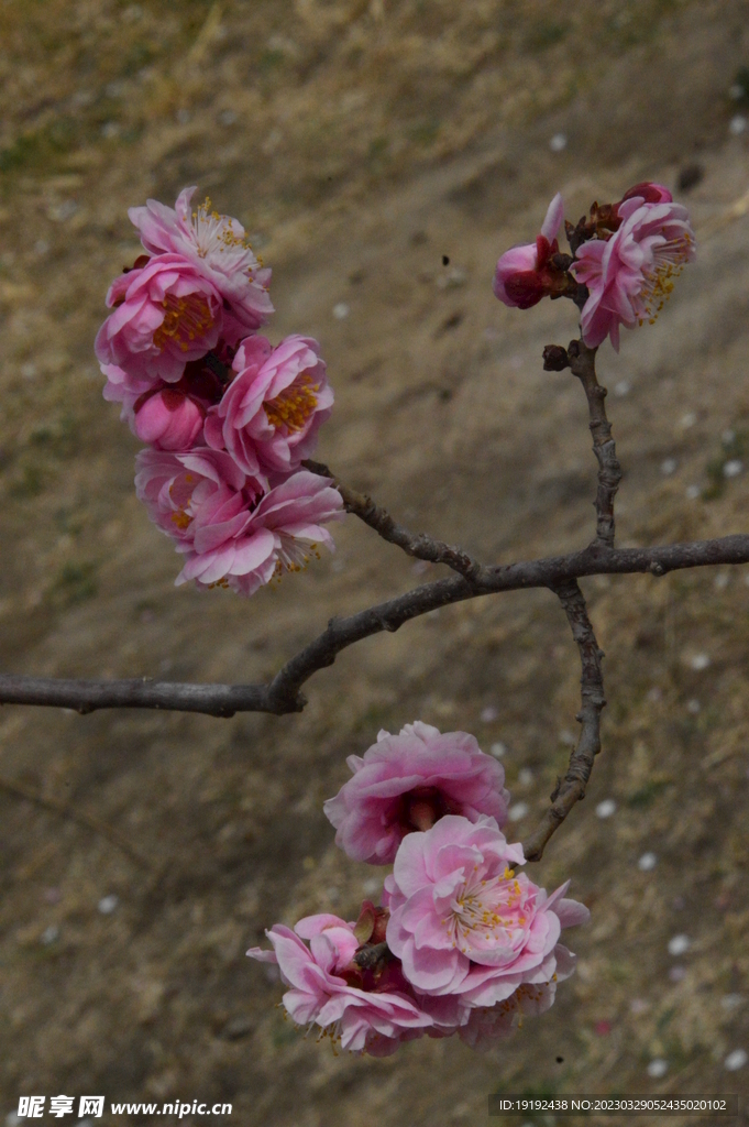 梅花