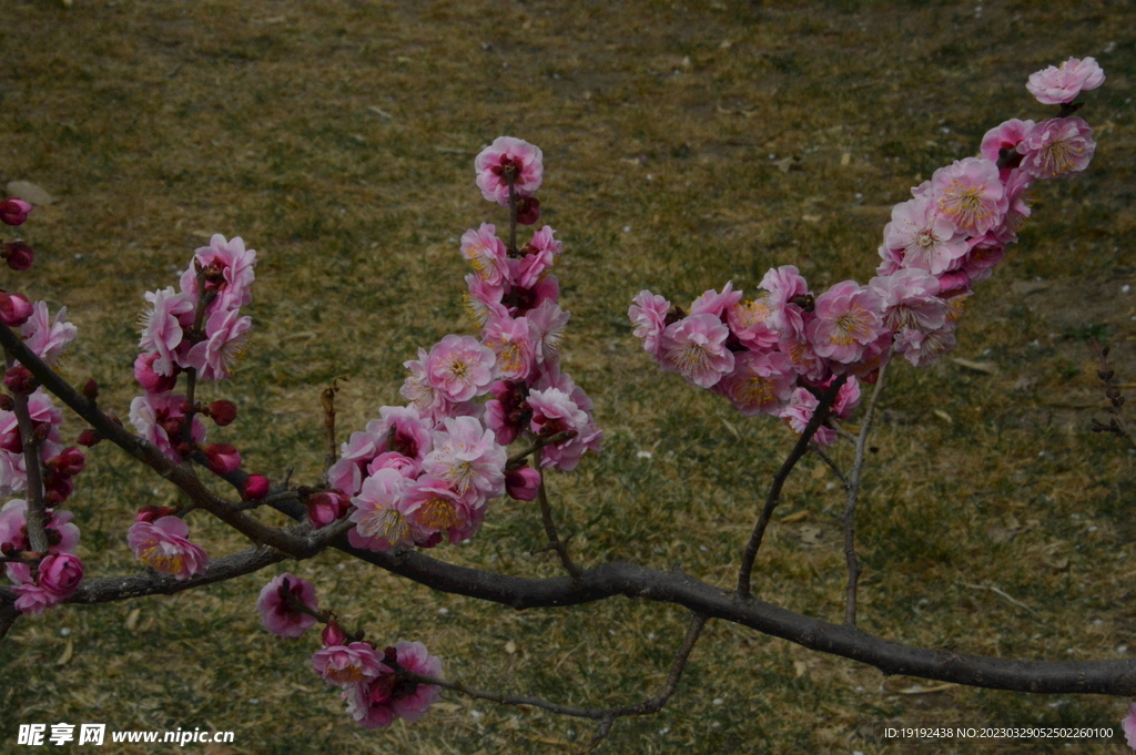 梅花 