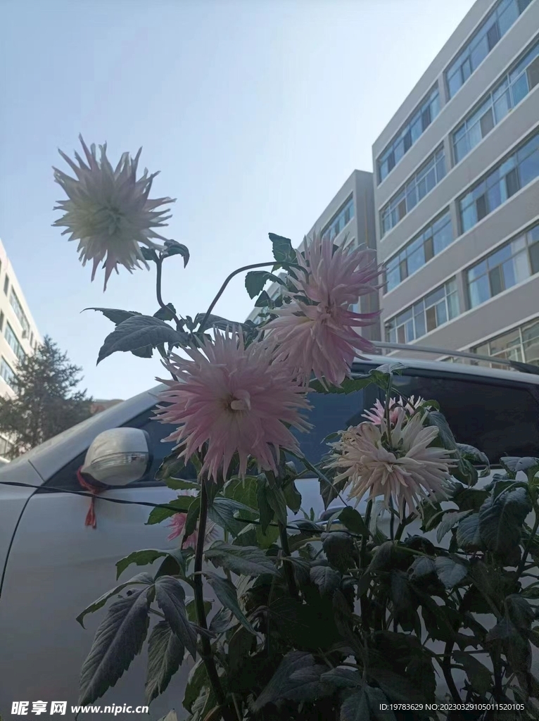 菊花