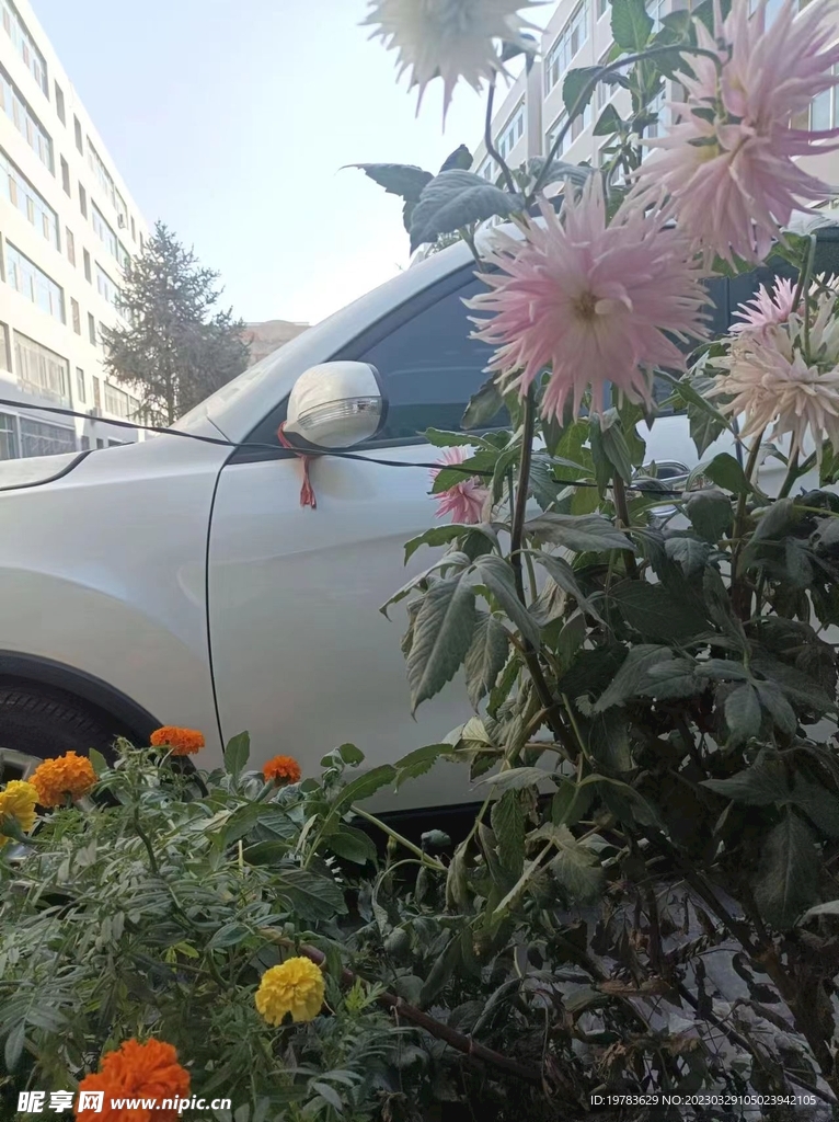 菊花