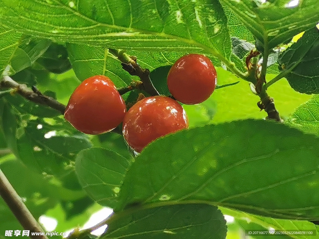 红樱桃