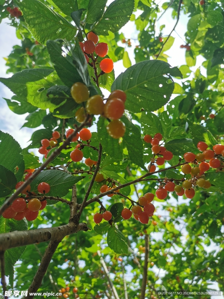 果树