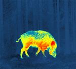 动物红外线热成像 