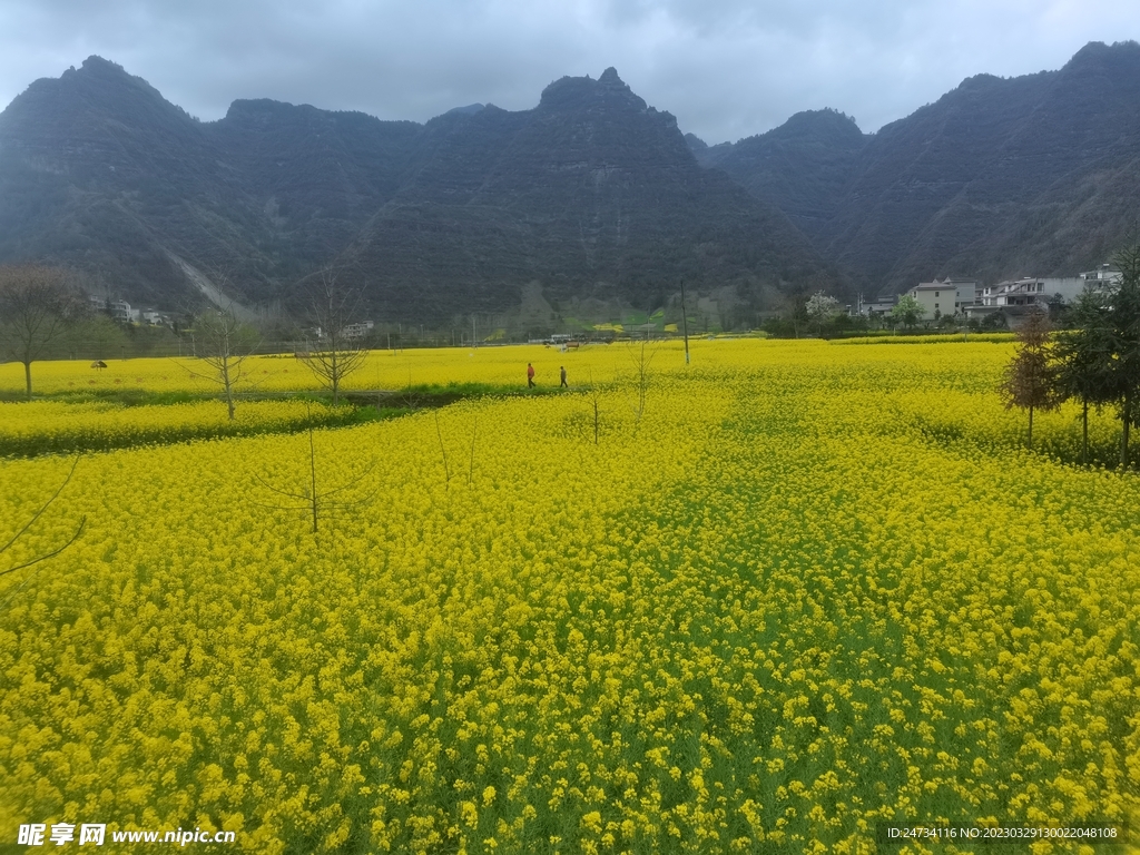 油菜花