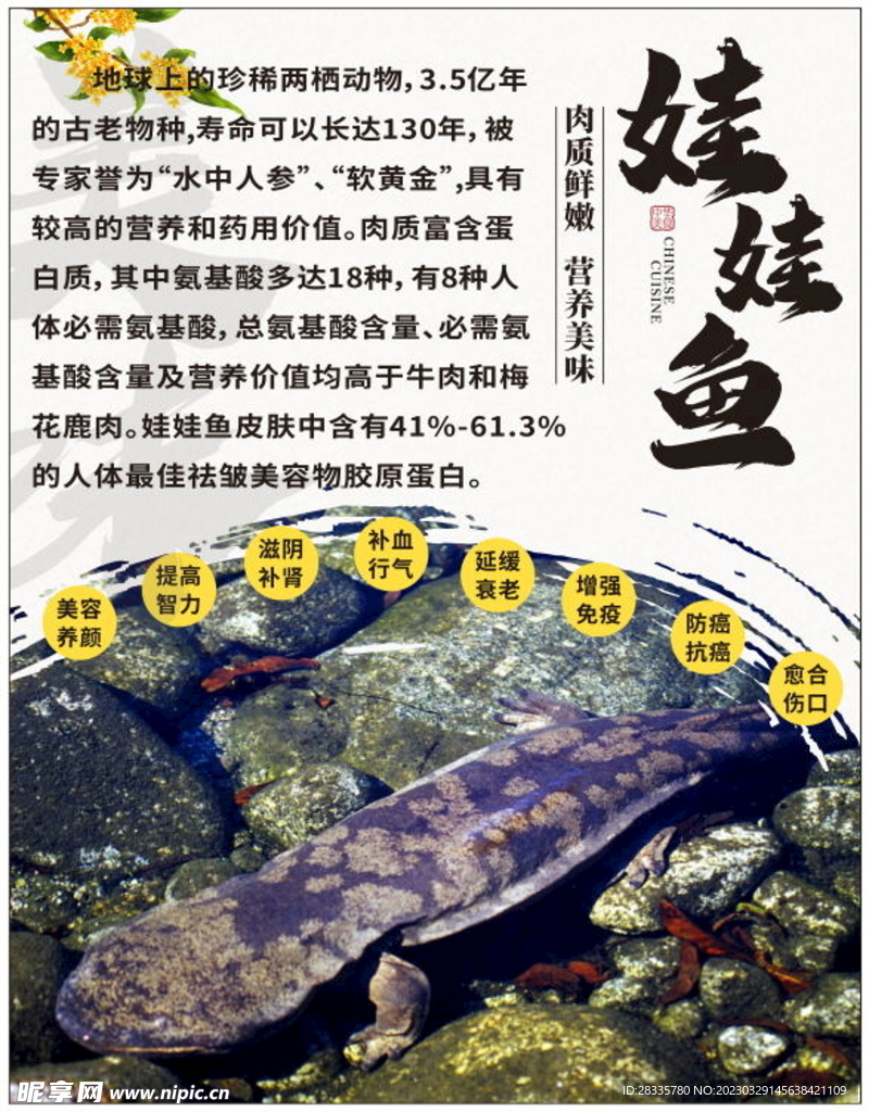 娃娃鱼海报