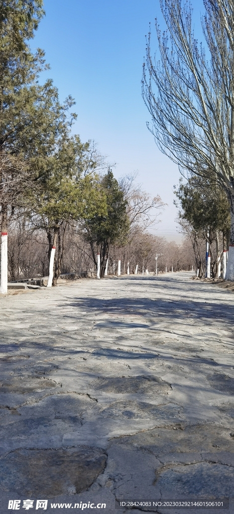 林荫小道