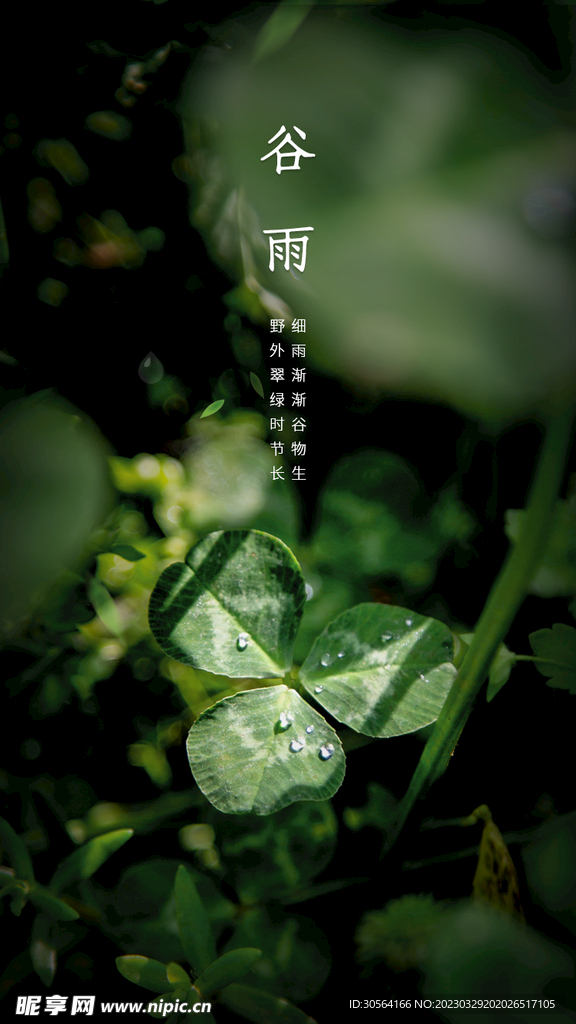 谷雨