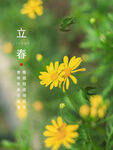 小清新立春节气海报