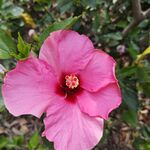 鲜花