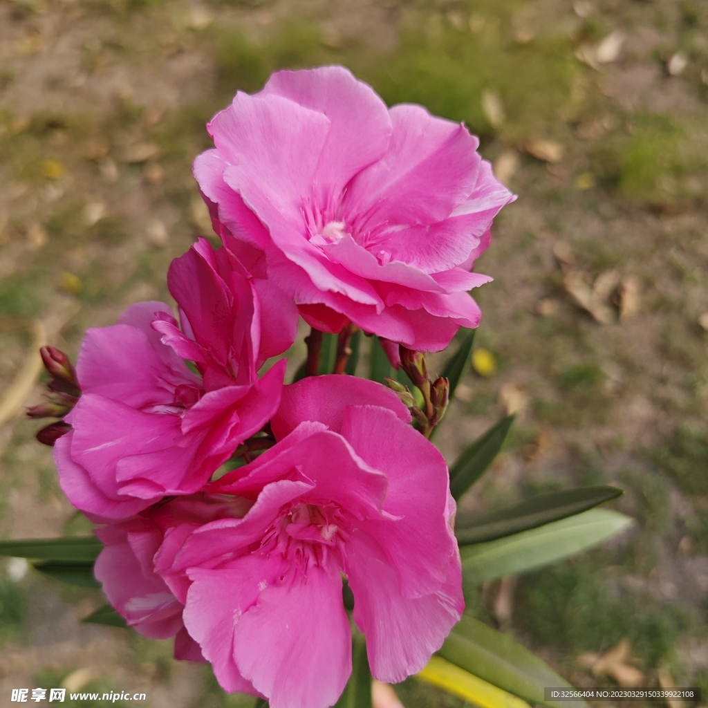 鲜花