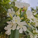 白色鲜花