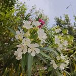 白色鲜花