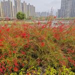 公园风景