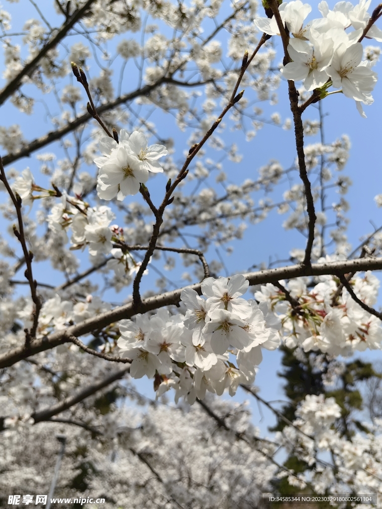 樱花  