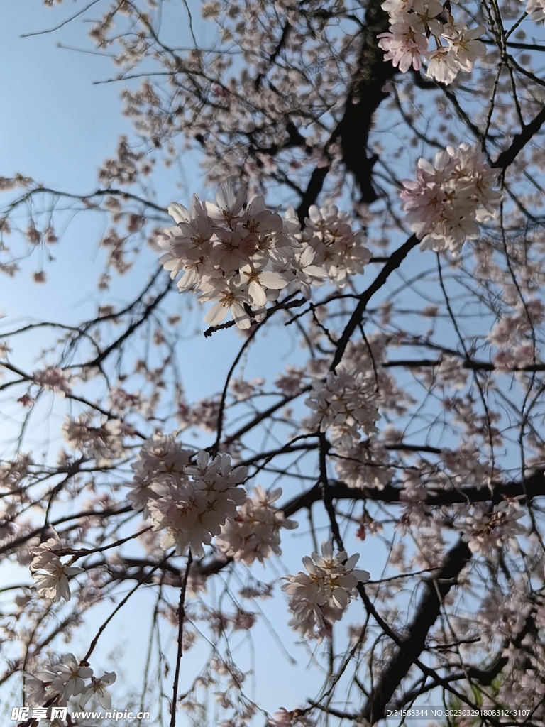 樱花  