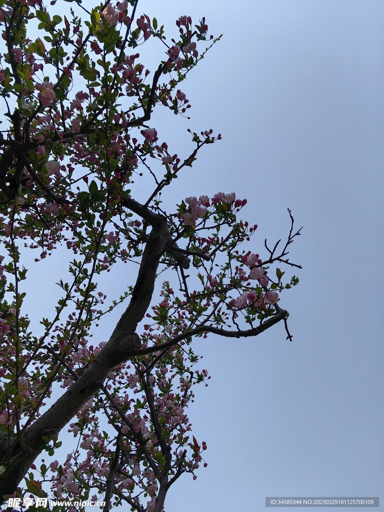 海棠  