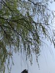 柳树