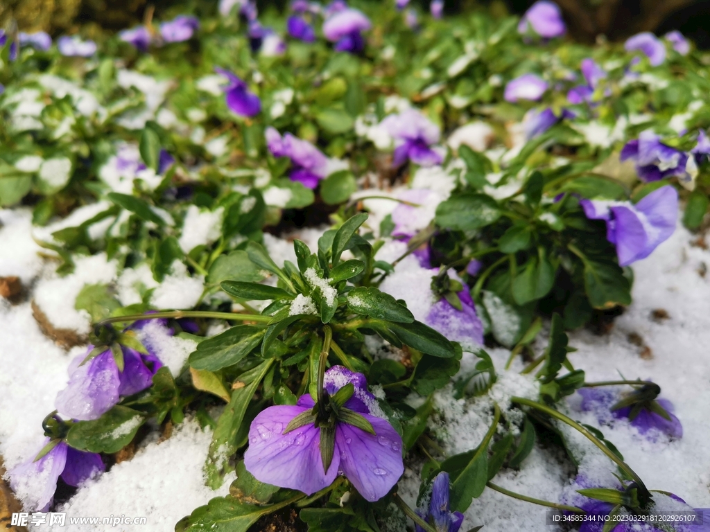 白雪    紫花 