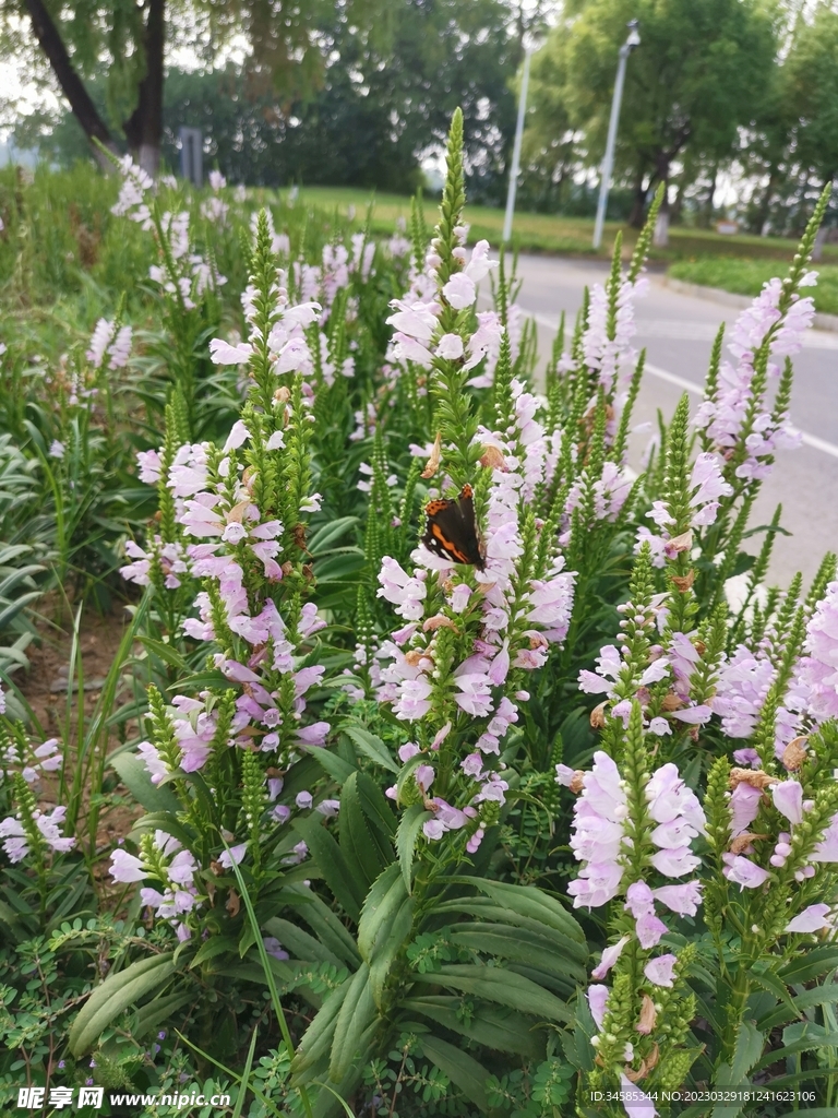 蝶恋花  