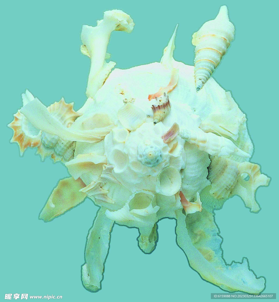 贝壳