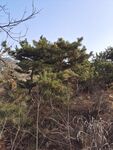 松树