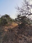松树