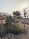 松树