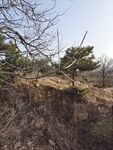 松树