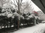 雪松