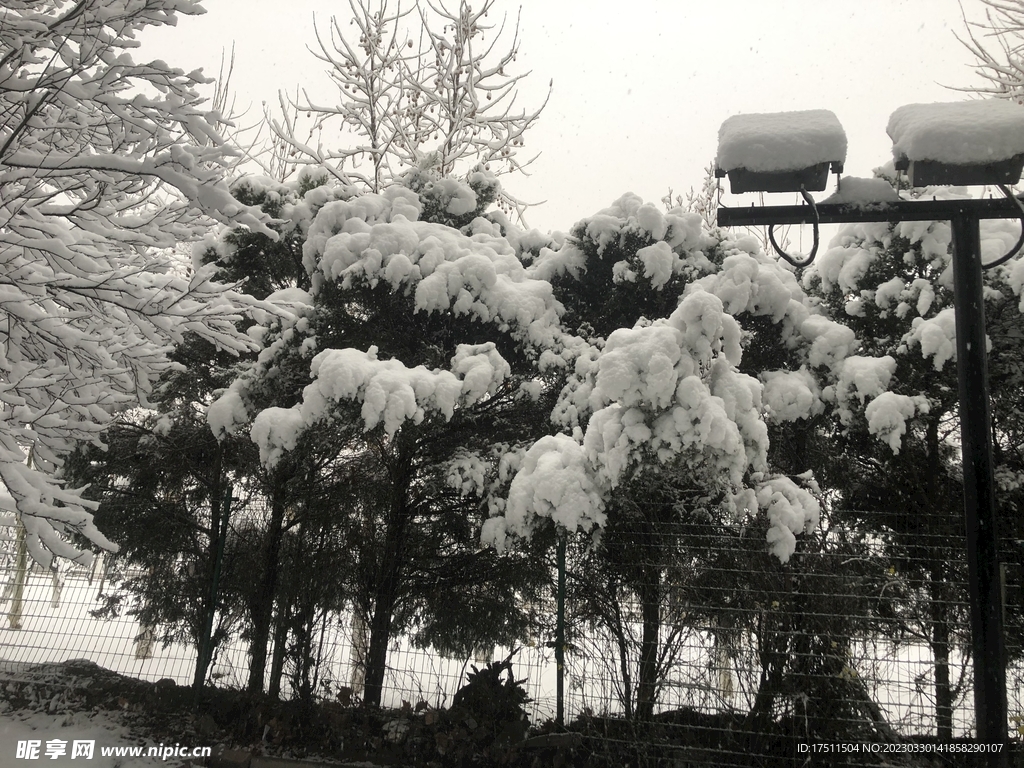 雪松雪树