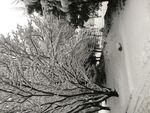 雪树