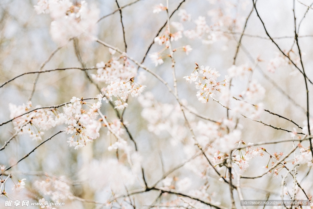 樱花