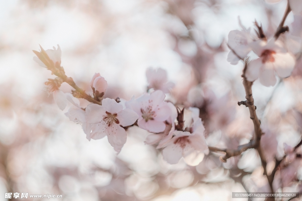 山桃花