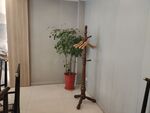 饭店装饰植物