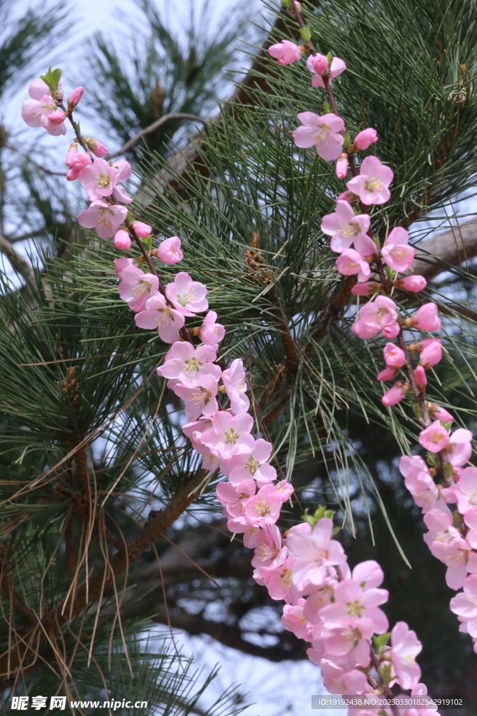 榆叶梅 