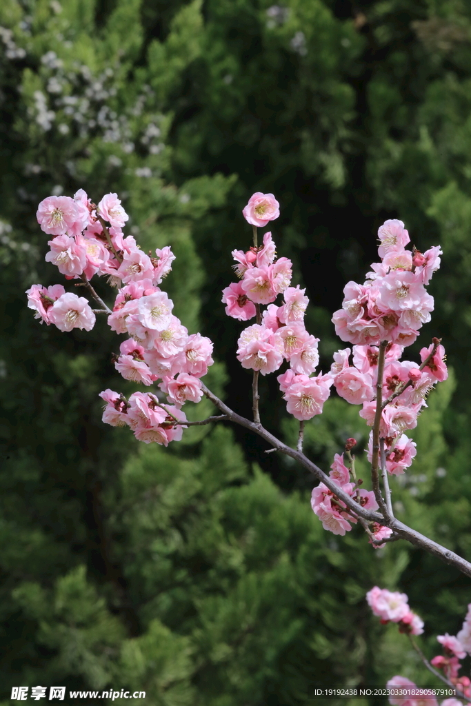 梅花  