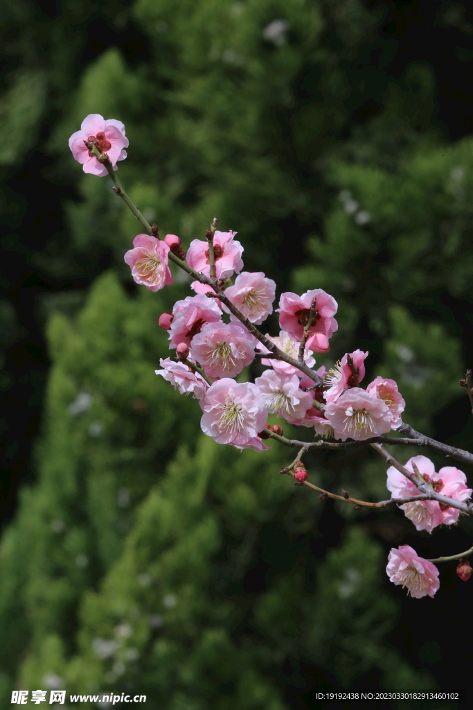梅花 