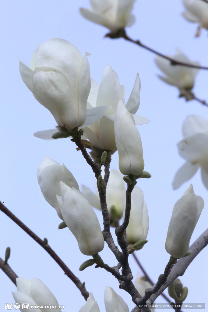 玉兰花 