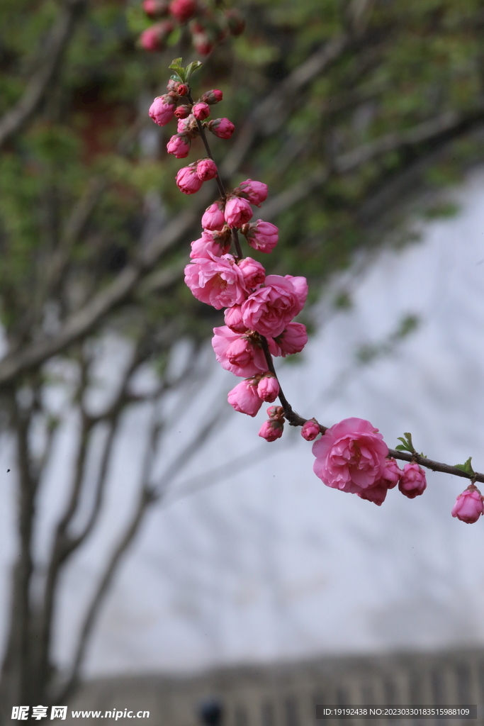 榆叶梅  