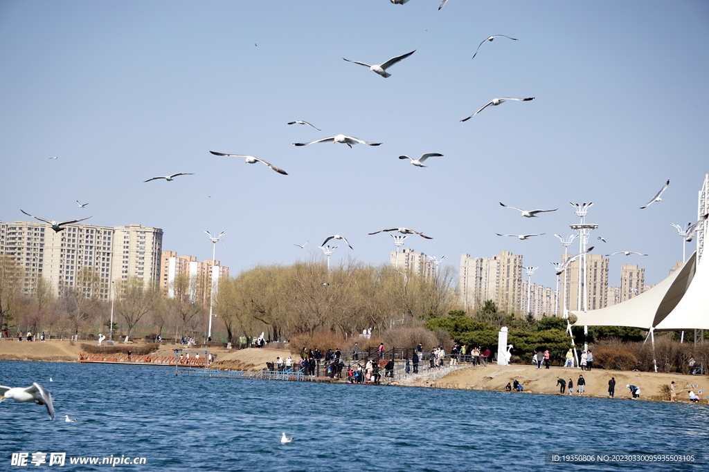 沈阳丁香湖的鸟类景色