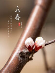 简约立春节气